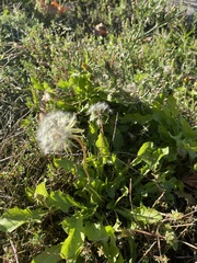 Taraxacum erythrospermum