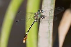 Erpetogomphus lampropeltis