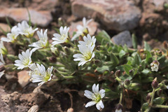Cerastium beeringianum