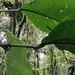Anthurium membranaceum Sodiro 2