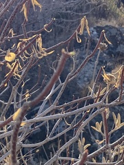 Euphorbia dendroides