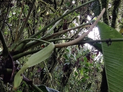 Anthurium membranaceum