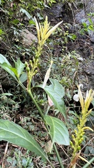 Pachystachys azaleiflora