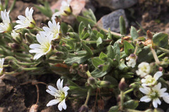 Cerastium beeringianum