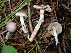 Inocybe pallidicremea