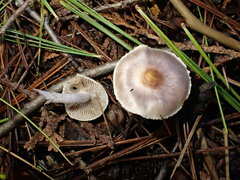 Inocybe pallidicremea