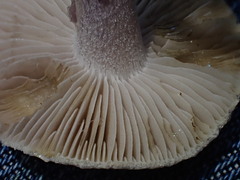 Inocybe pallidicremea