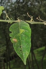 Solanum microleprodes