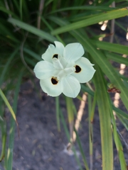 Dietes bicolor