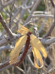 Euphorbia dendroides