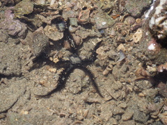 Ophiocoma aethiops
