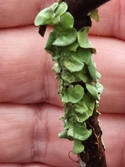 Melanohalea olivacea