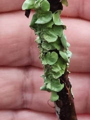 Melanohalea olivacea