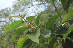 Solanum microleprodes