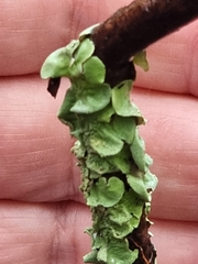 Melanohalea olivacea