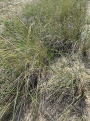 Ammophila breviligulata