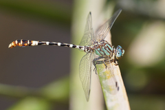 Erpetogomphus lampropeltis