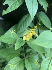 Lysimachia ciliata