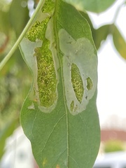 Macrosaccus robiniella