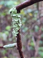 Melanohalea olivacea