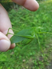 Amblycorypha