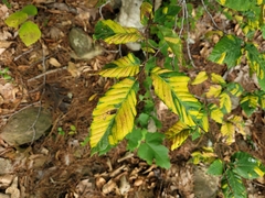 Litylenchus crenatae