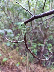 Melanohalea olivacea