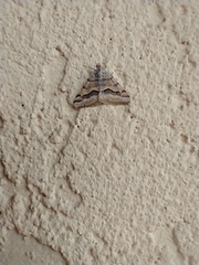 Digrammia continuata