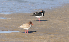 Haematopus longirostris