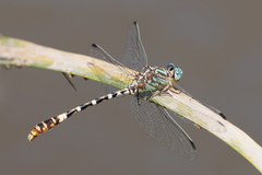 Erpetogomphus lampropeltis