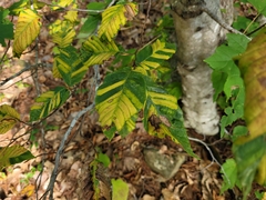 Litylenchus crenatae