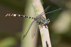 Erpetogomphus lampropeltis