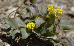 Berberis repens