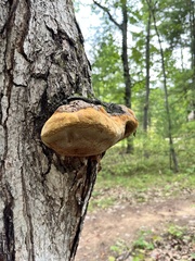 Phellinus igniarius