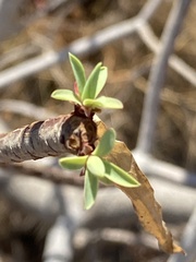 Euphorbia dendroides