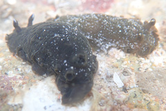 Dendrodoris nigra