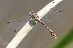 Erpetogomphus lampropeltis