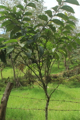 Solanum microleprodes