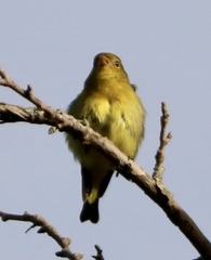 Piranga olivacea