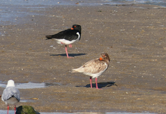 Haematopus longirostris