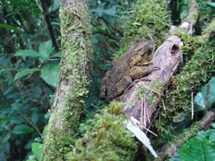 Incilius coniferus