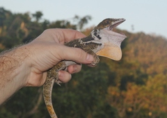 Anolis luteogularis