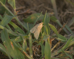 Nomophila nearctica