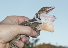 Anolis luteogularis