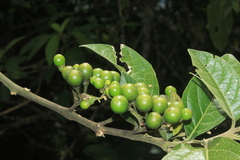 Solanum microleprodes
