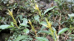 Pachystachys azaleiflora
