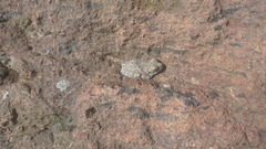 Hyla arenicolor