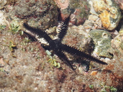 Ophiocoma aethiops