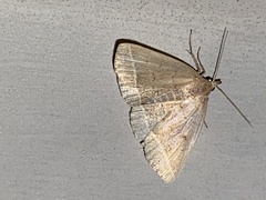 Zanclognatha jacchusalis