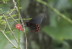 Parides photinus